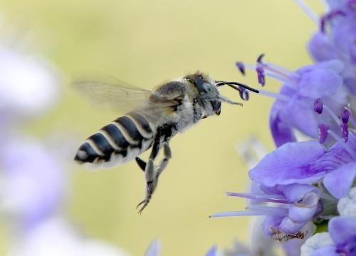 Réf. 237 887 : Megachile sp.